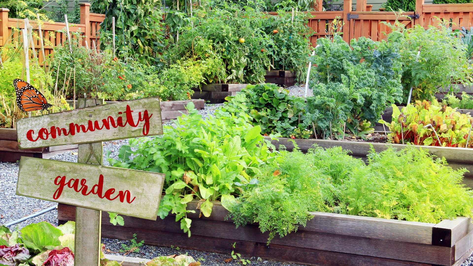 Community Garden with wooden sign and several wooden boxes with various vegetables and herbs being grown