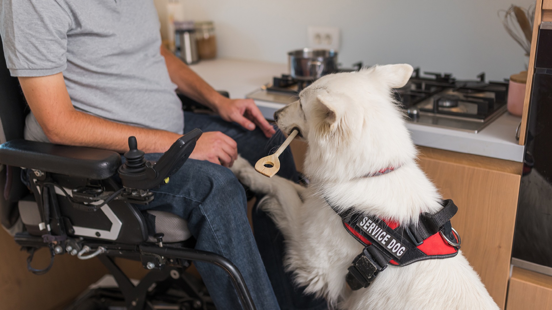 White German Shephard service dog helping man using a wheelchair in the kitchen